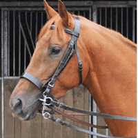 Pelham Bridle  (Silver Range)